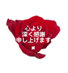 薔薇の花の日常言葉（個別スタンプ：21）