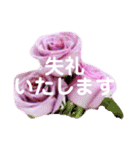 薔薇の花の日常言葉（個別スタンプ：24）