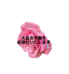 薔薇の花の日常言葉（個別スタンプ：31）