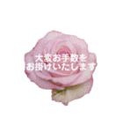 薔薇の花の日常言葉（個別スタンプ：33）