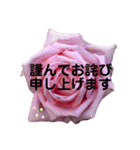 薔薇の花の日常言葉（個別スタンプ：34）