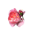 薔薇の花の日常言葉（個別スタンプ：38）