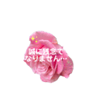 薔薇の花の日常言葉（個別スタンプ：40）