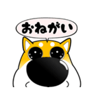 激しく尻尾をふって飛び出す柴犬（個別スタンプ：13）