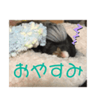 コモンマーモセット らむね君（個別スタンプ：4）