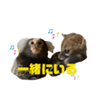 コモンマーモセット らむね君（個別スタンプ：8）
