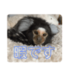 コモンマーモセット らむね君（個別スタンプ：9）