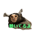 コモンマーモセット らむね君（個別スタンプ：12）