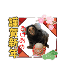 コモンマーモセット らむね君（個別スタンプ：14）