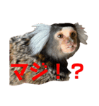 コモンマーモセット らむね君（個別スタンプ：15）