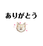 gumicoの猫氏スタンプ（個別スタンプ：5）