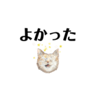 gumicoの猫氏スタンプ（個別スタンプ：6）
