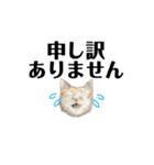 gumicoの猫氏スタンプ（個別スタンプ：8）