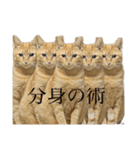 はしもとにゃんこ れべるあっぷ（個別スタンプ：2）