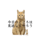 はしもとにゃんこ れべるあっぷ（個別スタンプ：4）