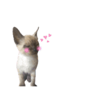 はしもとにゃんこ れべるあっぷ（個別スタンプ：7）