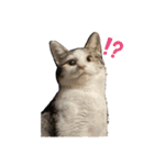 はしもとにゃんこ れべるあっぷ（個別スタンプ：8）