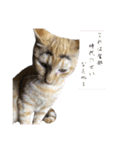 はしもとにゃんこ れべるあっぷ（個別スタンプ：12）