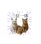 はしもとにゃんこ れべるあっぷ（個別スタンプ：16）