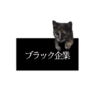 はしもとにゃんこ れべるあっぷ（個別スタンプ：21）