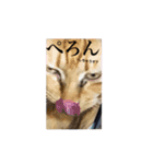 はしもとにゃんこ れべるあっぷ（個別スタンプ：22）