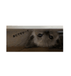 はしもとにゃんこ れべるあっぷ（個別スタンプ：23）
