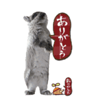 うさぎの小次郎（個別スタンプ：5）