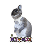 うさぎの小次郎（個別スタンプ：12）