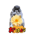うさぎの小次郎（個別スタンプ：14）
