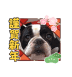 フレブル へーたん(年末年始)（個別スタンプ：4）