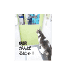 むすめねこ④（個別スタンプ：1）