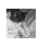 むすめねこ④（個別スタンプ：4）