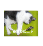 むすめねこ④（個別スタンプ：5）