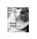 むすめねこ④（個別スタンプ：6）