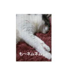 むすめねこ④（個別スタンプ：7）