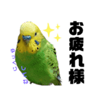 わが家のインコ達 1+（個別スタンプ：3）