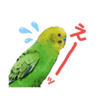 わが家のインコ達 2 +（個別スタンプ：8）