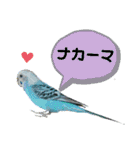 わが家のインコ達 2 +（個別スタンプ：11）