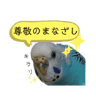 わが家のインコ達 2 +（個別スタンプ：16）