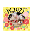CREA(トイプー)の愛犬スタンプ 8 (お正月)（個別スタンプ：1）