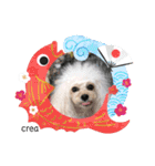 CREA(トイプー)の愛犬スタンプ 8 (お正月)（個別スタンプ：5）