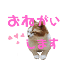 ひこ＆くにゃ(敬語)（個別スタンプ：2）