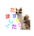 ひこ＆くにゃ(敬語)（個別スタンプ：4）