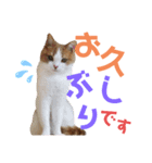 ひこ＆くにゃ(敬語)（個別スタンプ：14）