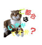 ひこ＆くにゃ(敬語)（個別スタンプ：15）