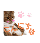 ひこ＆くにゃ(敬語)（個別スタンプ：16）