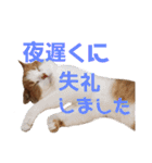 ひこ＆くにゃ(敬語)（個別スタンプ：26）
