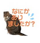 ひこ＆くにゃ(敬語)（個別スタンプ：33）