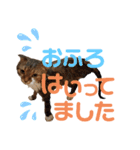 ひこ＆くにゃ(敬語)（個別スタンプ：36）