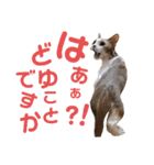 ひこ＆くにゃ(敬語)（個別スタンプ：37）